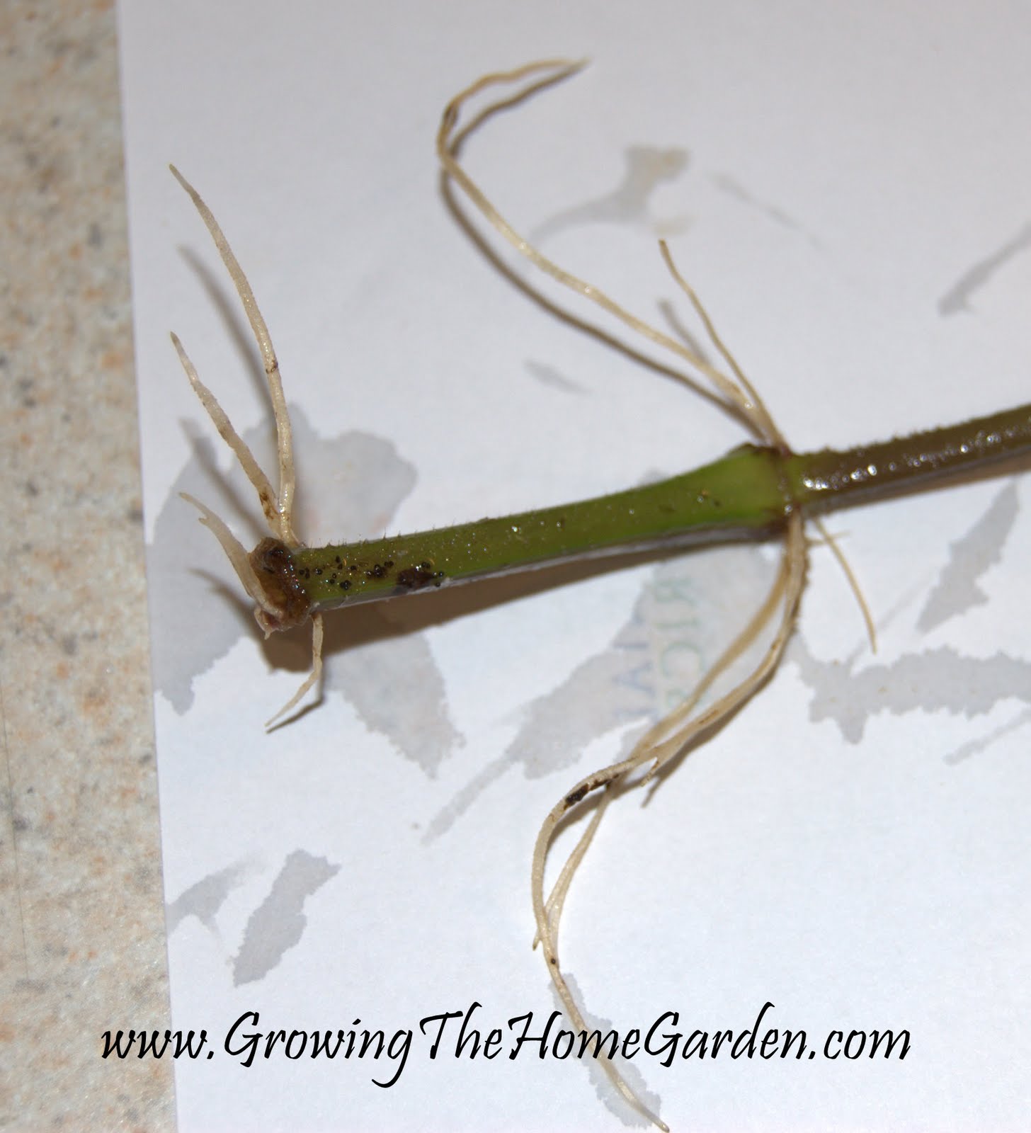 Persian Shield Propagation (Strobinlanthus dyerianus) Growing The